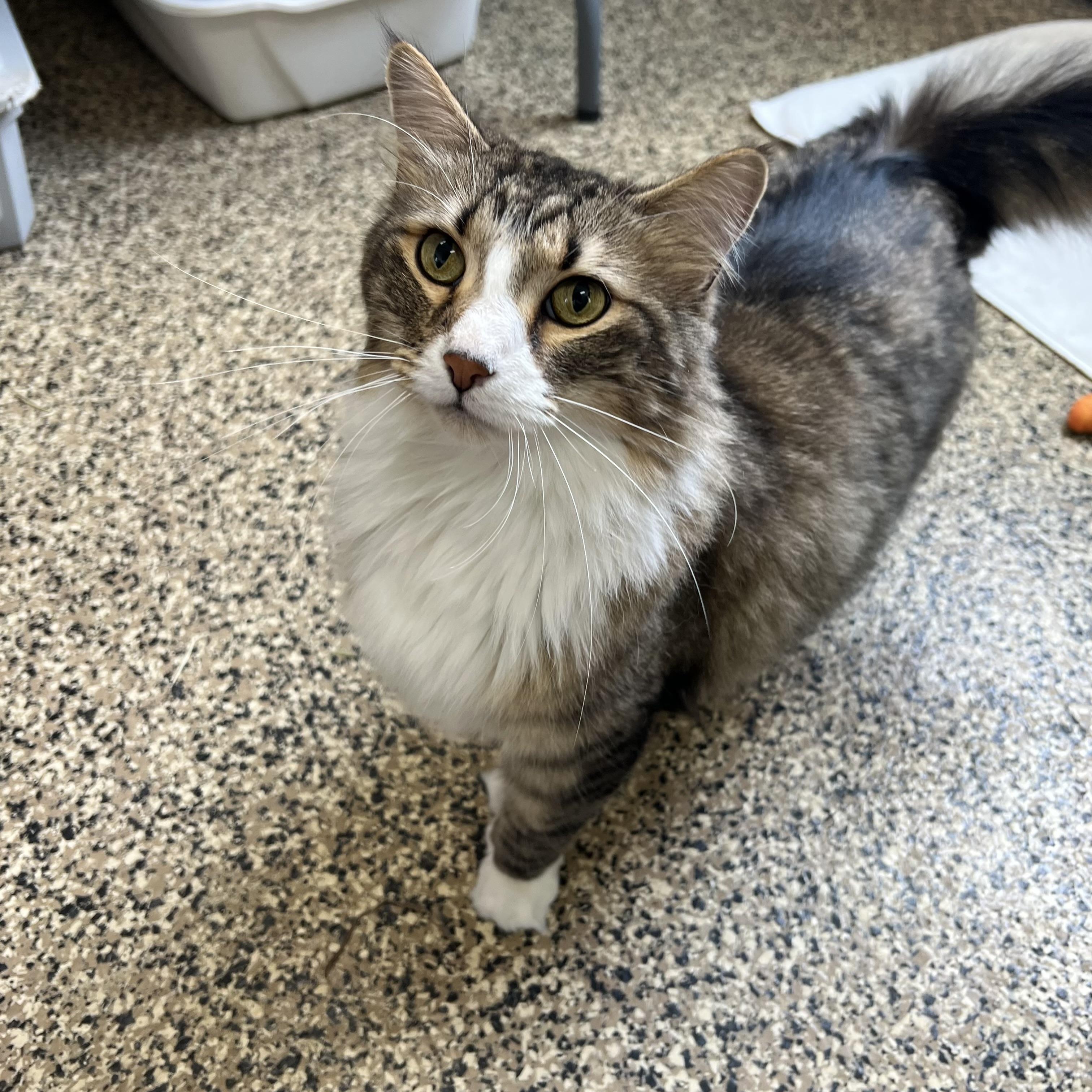 Enlarge Gadget, a ADOPTABLE mixed breed in Fairmont, MN image 3/6