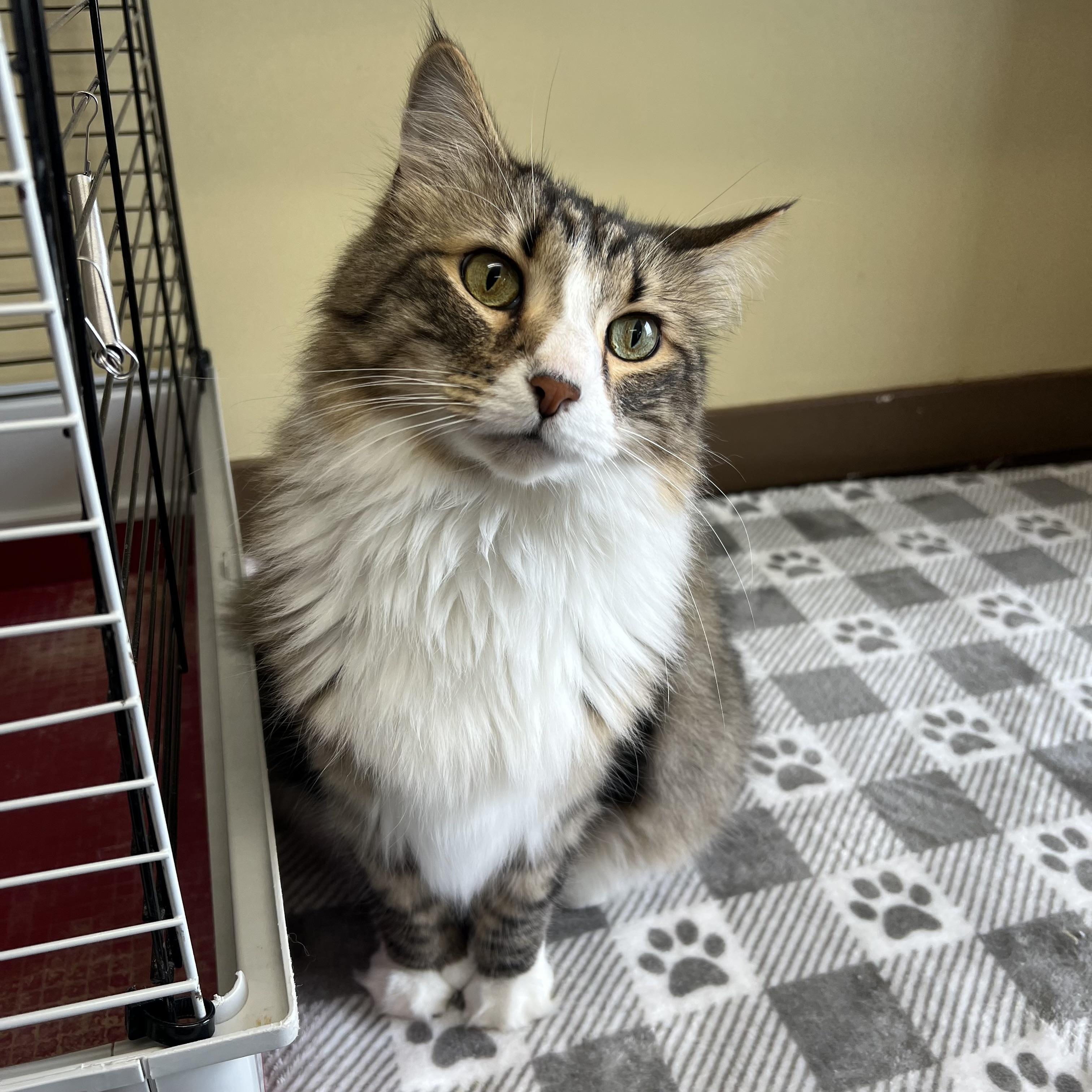 Enlarge Gadget, a ADOPTABLE mixed breed in Fairmont, MN image 2/6