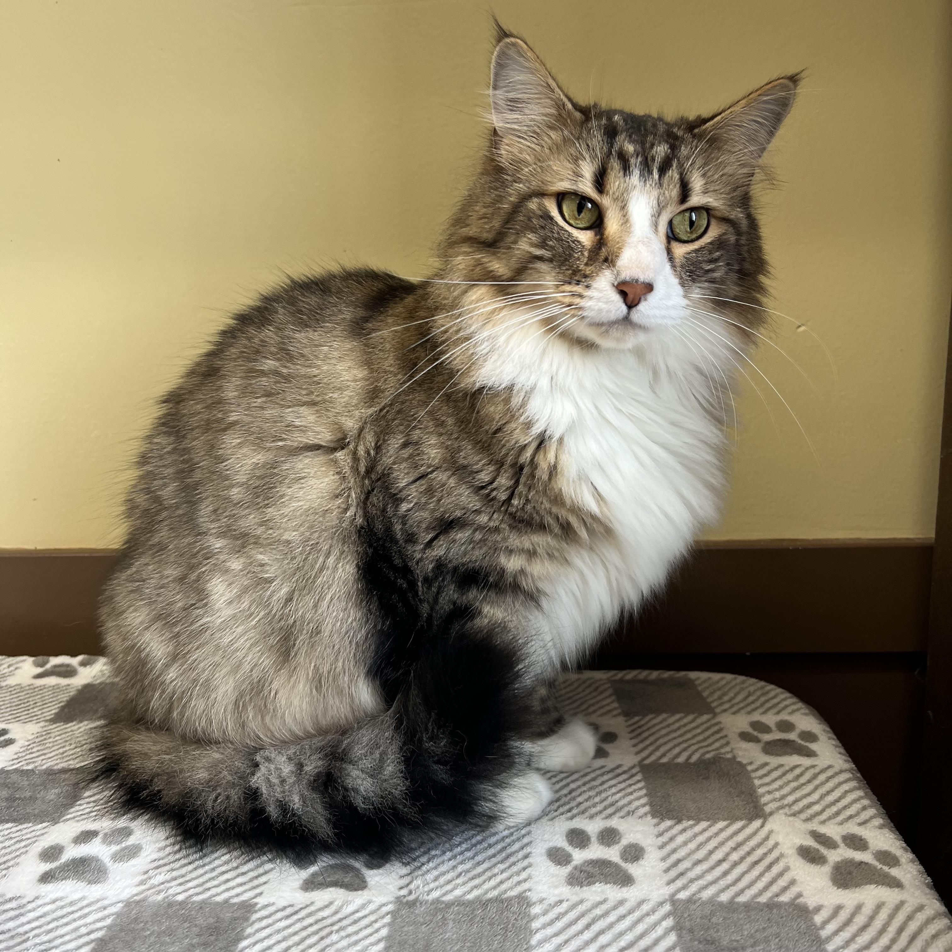 Enlarge Gadget, a ADOPTABLE mixed breed in Fairmont, MN image 4/6