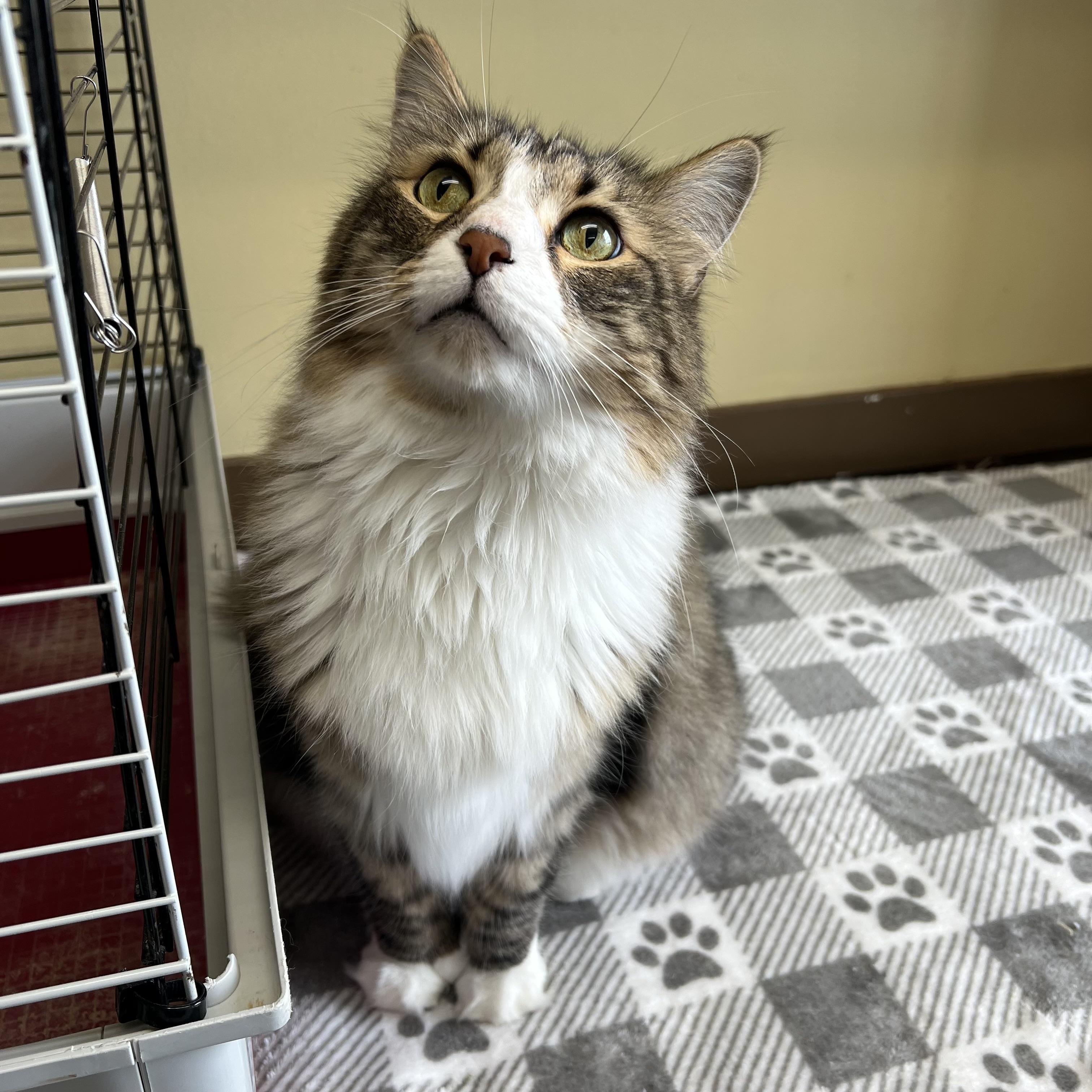 Enlarge Gadget, a ADOPTABLE mixed breed in Fairmont, MN image 5/6