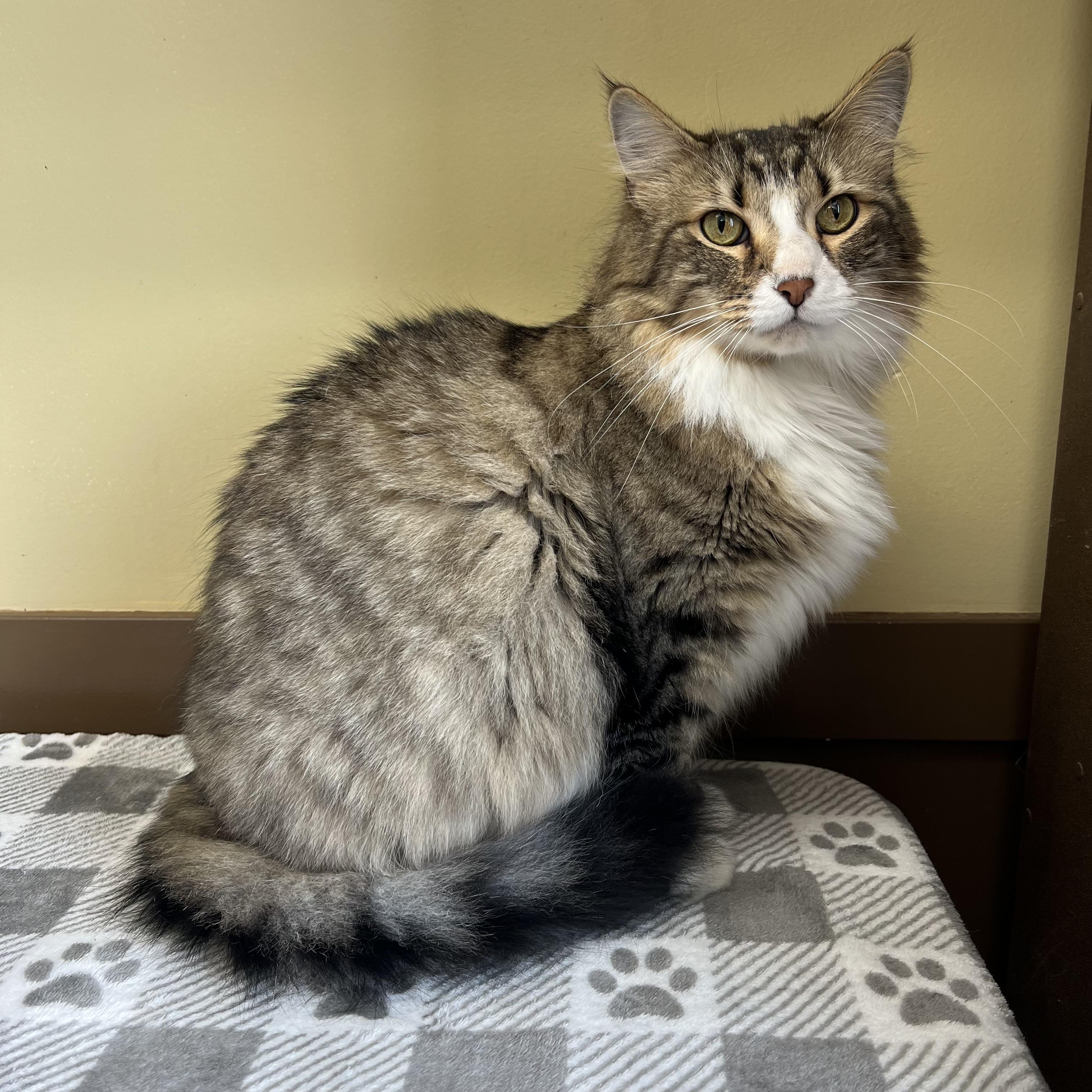Enlarge Gadget, a ADOPTABLE mixed breed in Fairmont, MN image 6/6