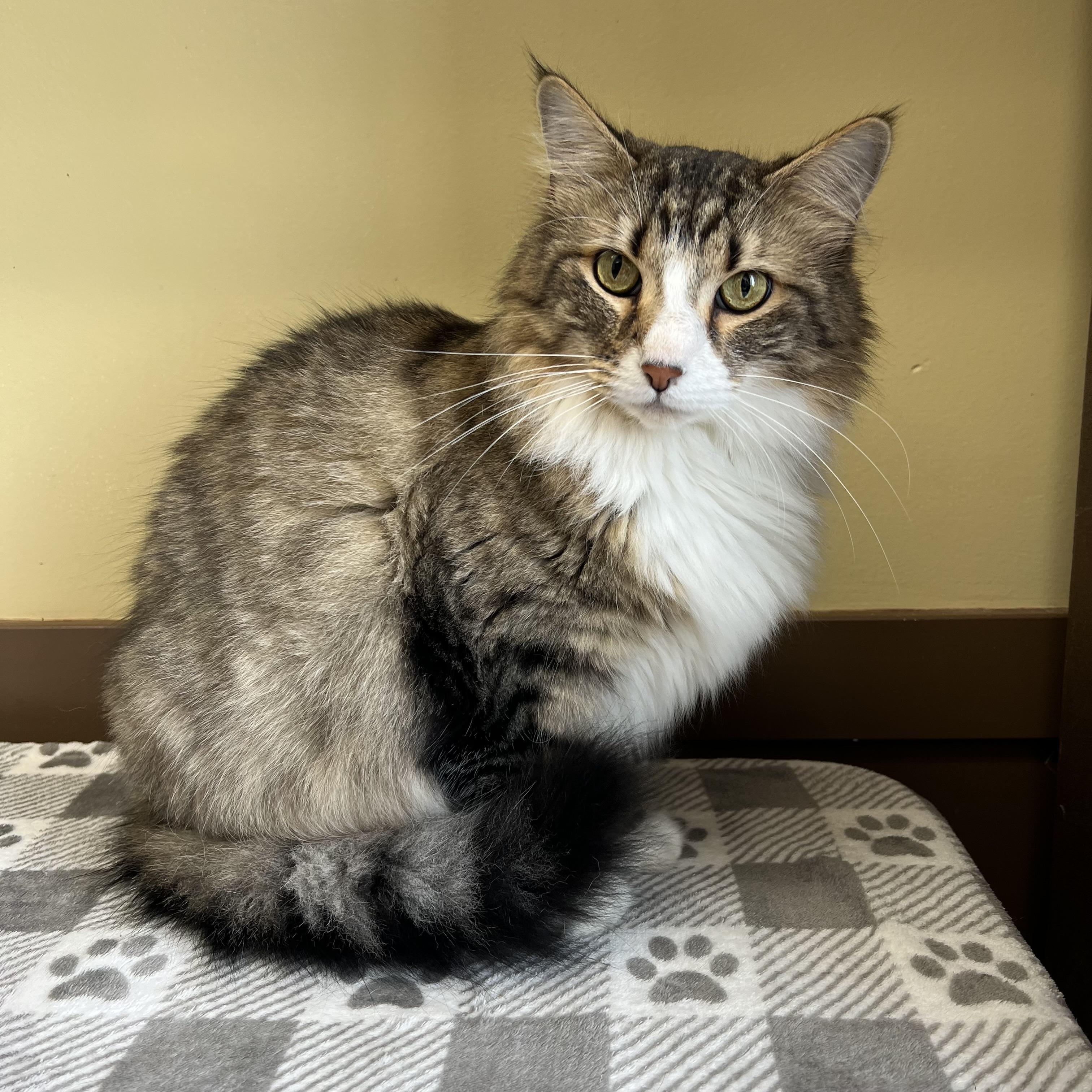 Gadget, ADOPTABLE, Adult Male Domestic Long Hair & Extra-Toes Cat / Hemingway Polydactyl.