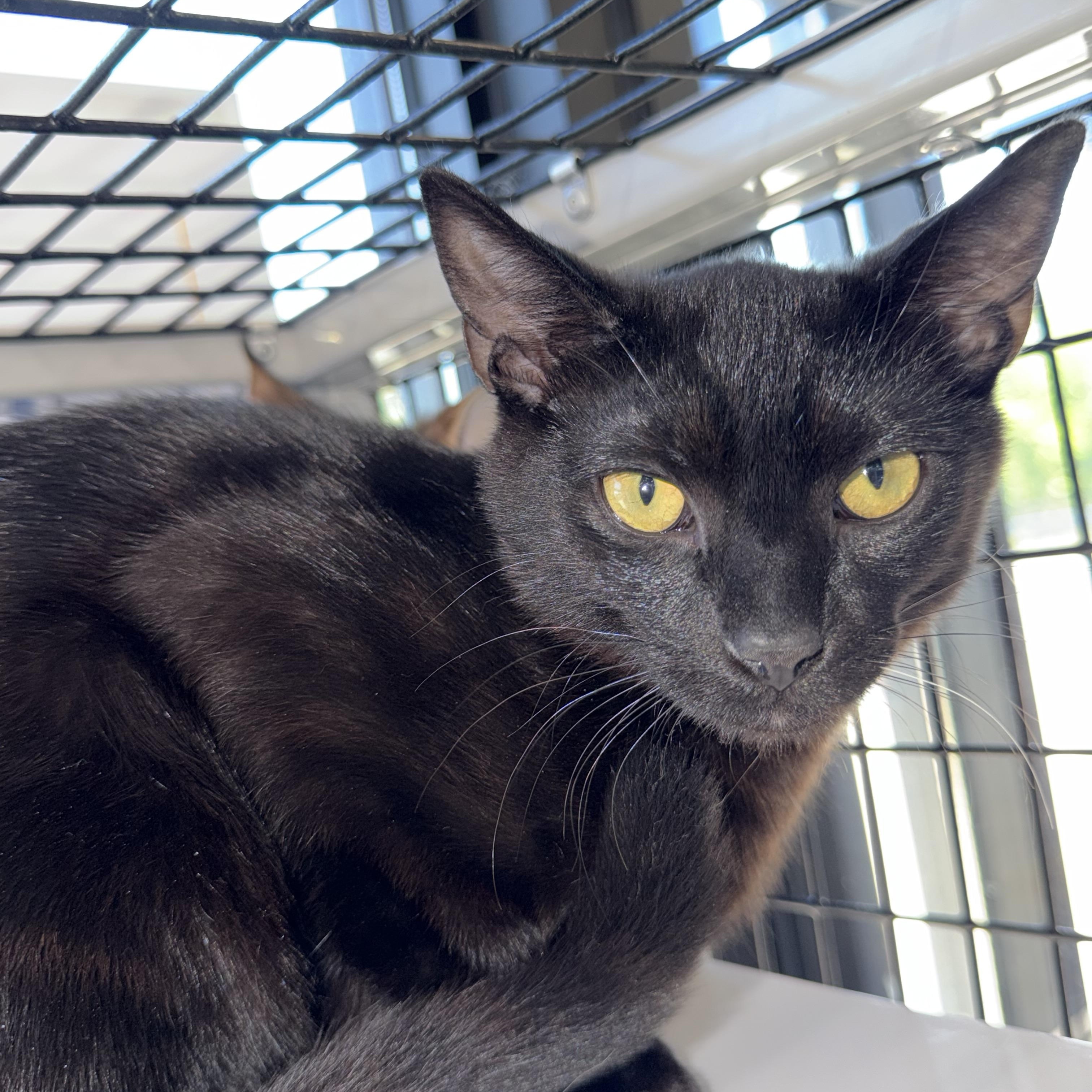 Enlarge Chief, a Adoptable Domestic Short Hair in Woodstock, GA image 5/6