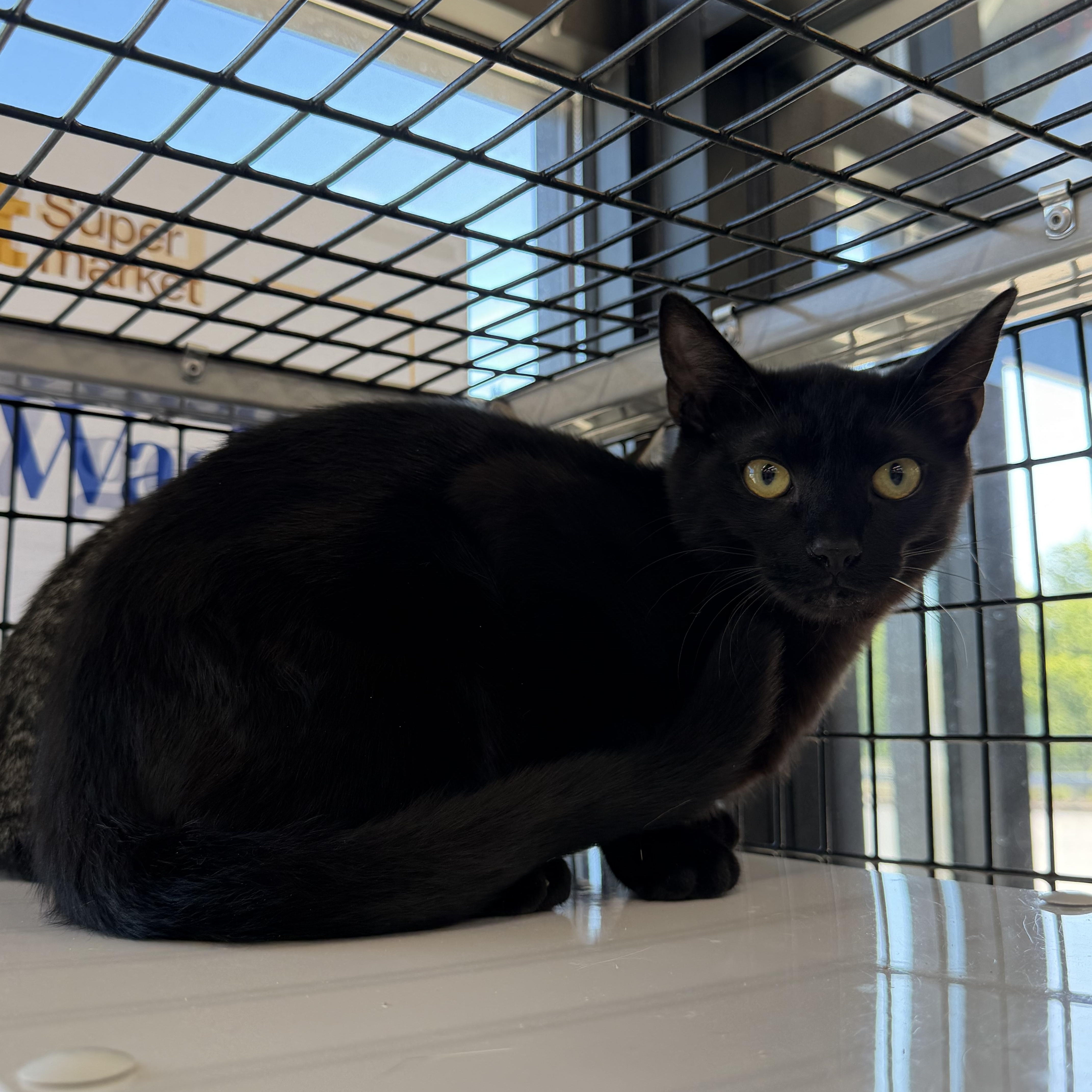 Chief, Adoptable, Young Male Domestic Short Hair.