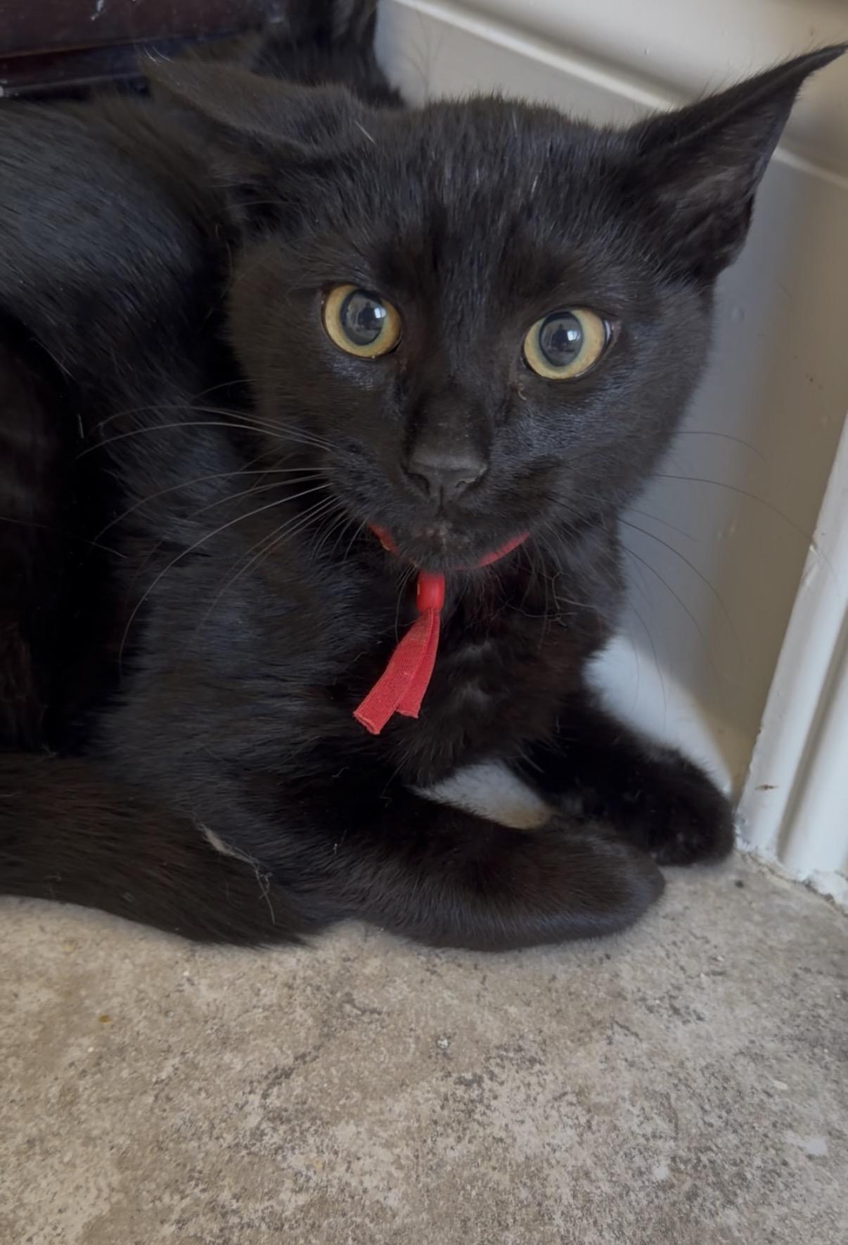 Enlarge Chief, a Adoptable Domestic Short Hair in Woodstock, GA image 4/6