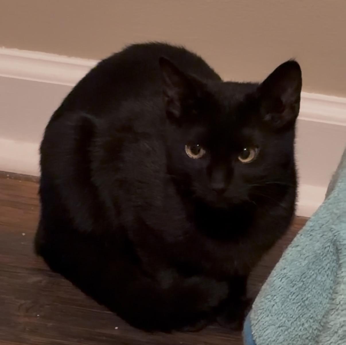 Chief, Adoptable, Young Male Domestic Short Hair.