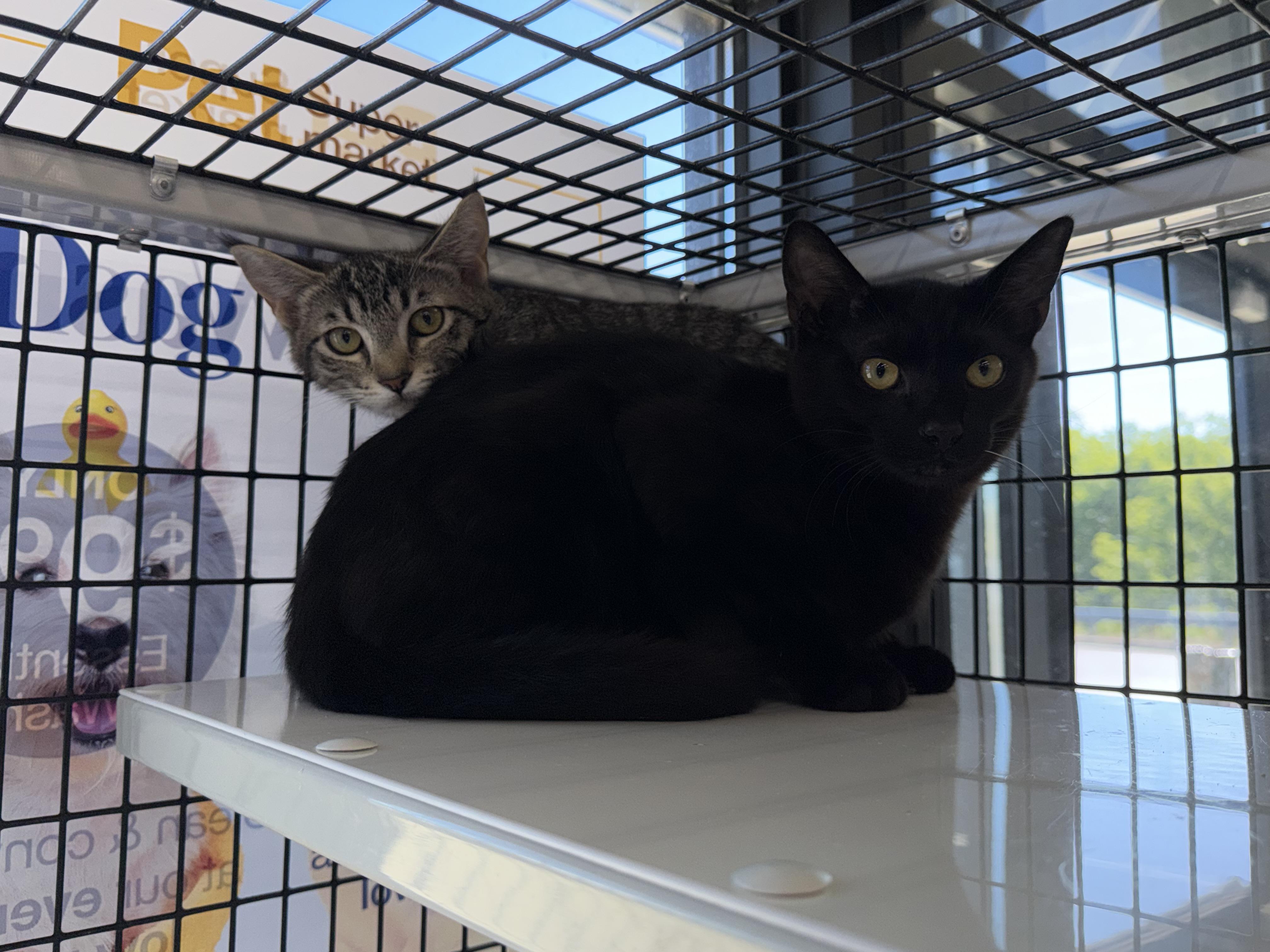 Enlarge Chief, a Adoptable Domestic Short Hair in Woodstock, GA image 2/6