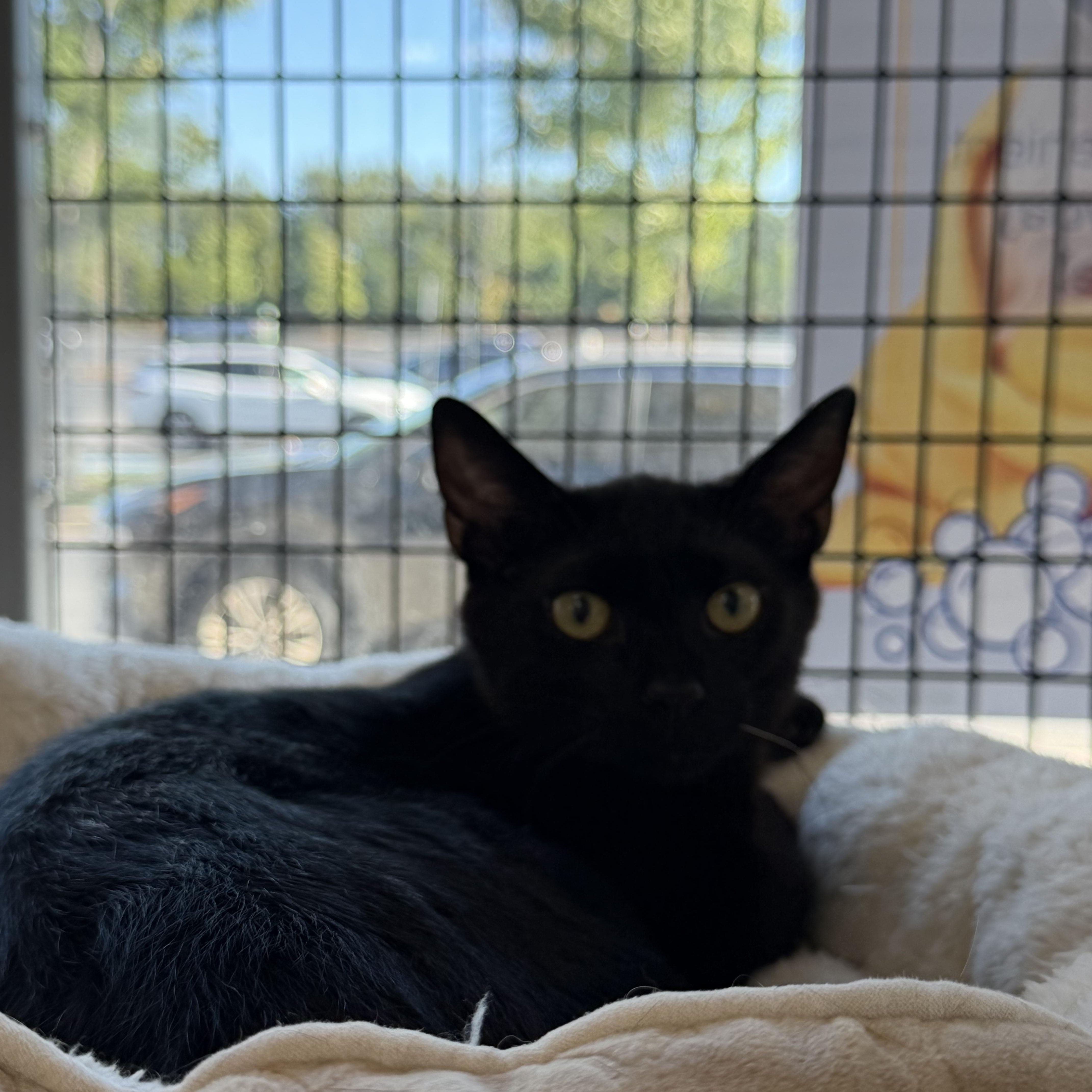 Enlarge Chief, a Adoptable Domestic Short Hair in Woodstock, GA image 6/6
