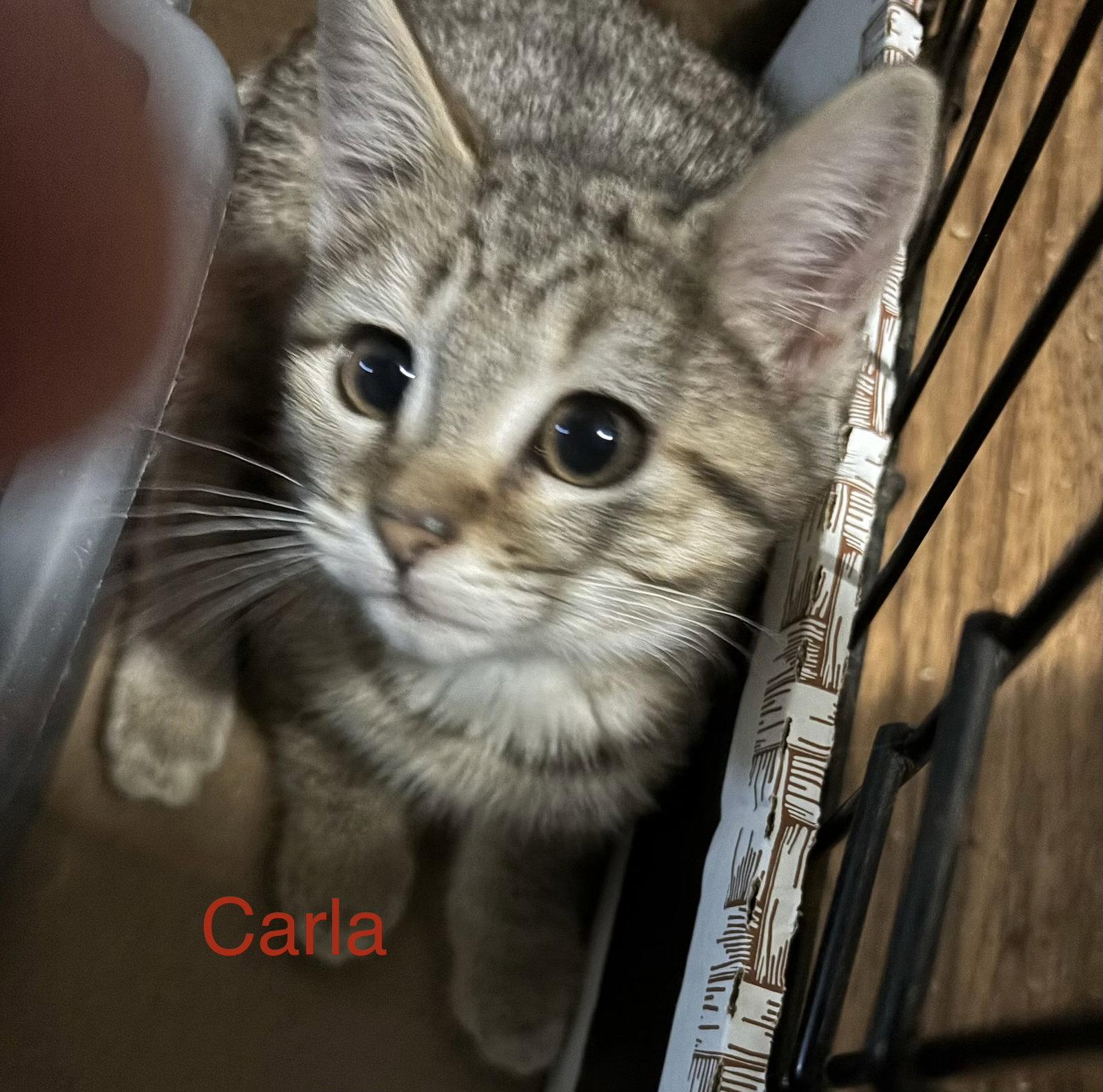Carla, Adoptable, Kitten Female Domestic Short Hair.
