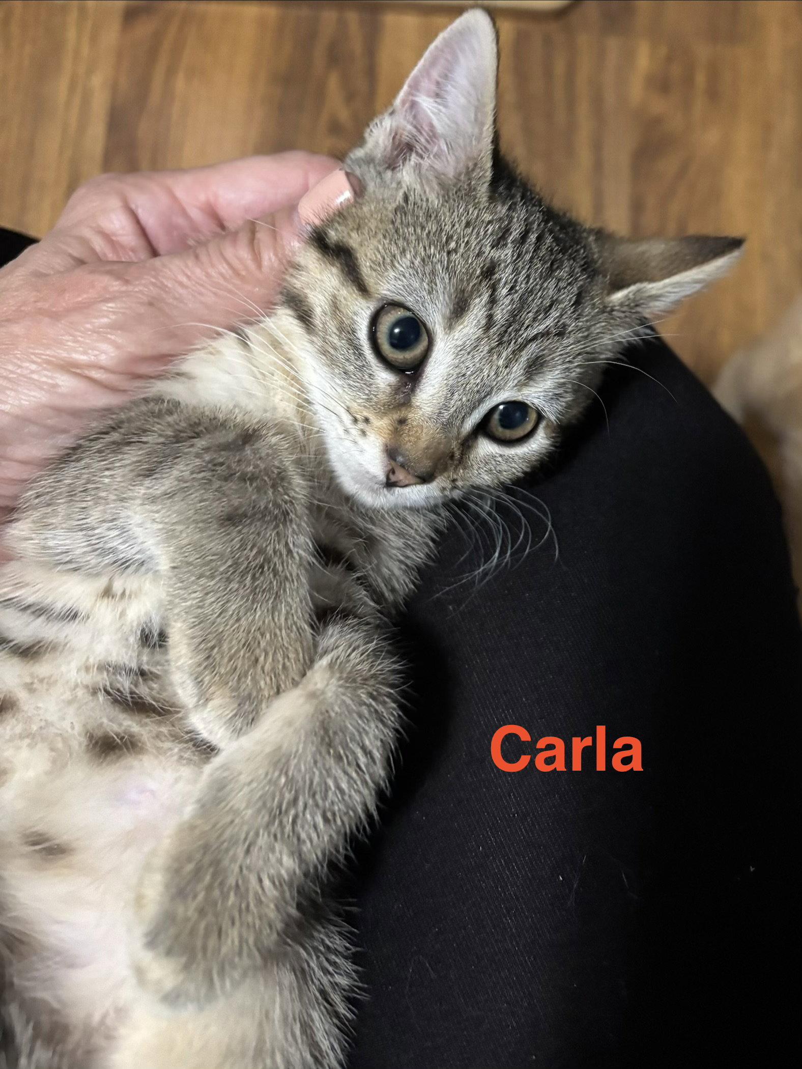 Carla, a Adoptable Domestic Short Hair in Naugatuck, CT image 2/3