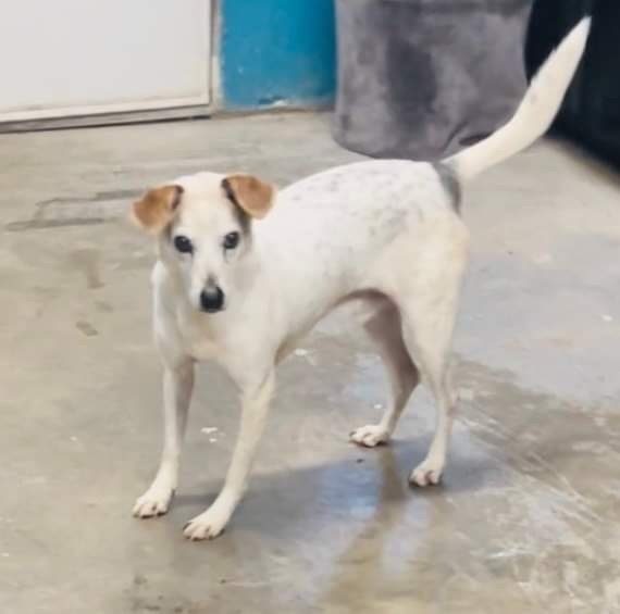 Winston, a Adoptable mixed breed image 1/9