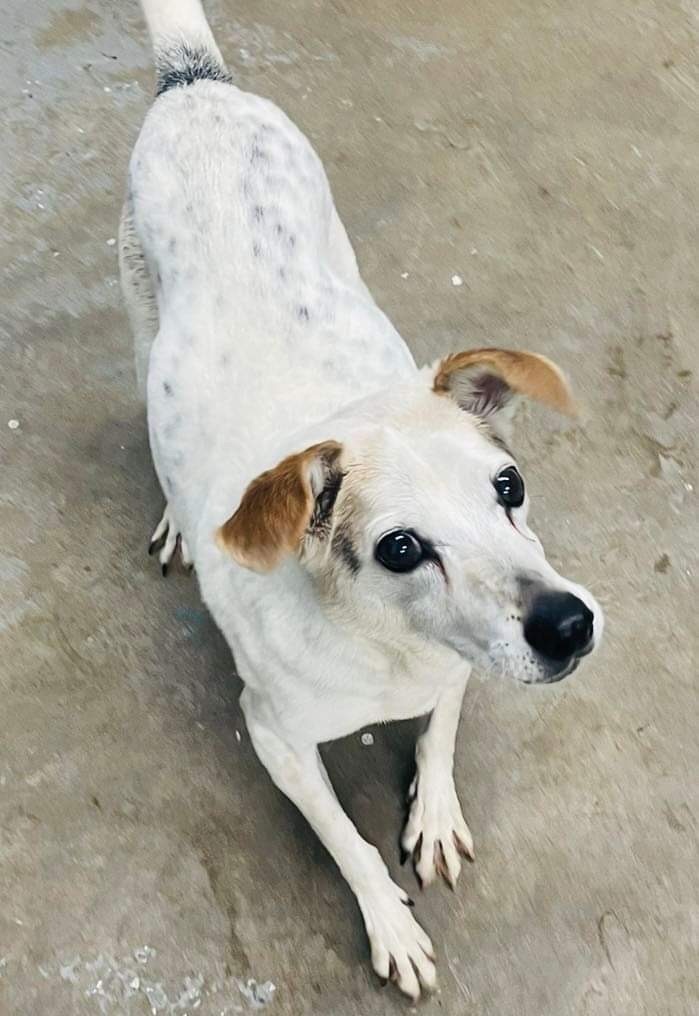 Winston, a Adoptable mixed breed image 3/9