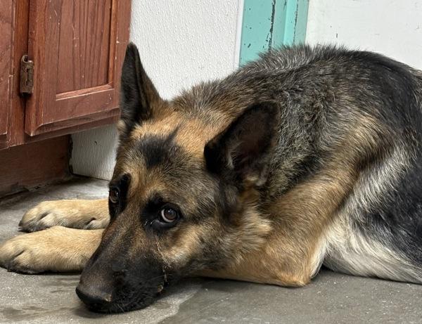 Ada, Adopted, Adult Female German Shepherd Dog.