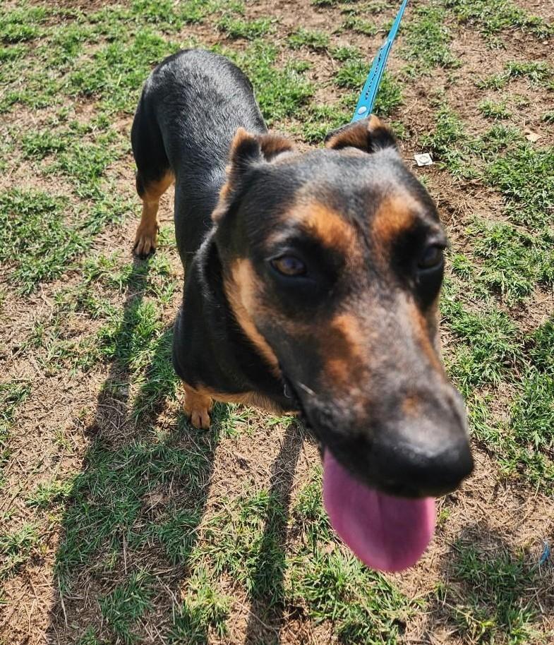 Enlarge Honey, a Adoptable German Shepherd Dog in Round Rock, TX image 1/5