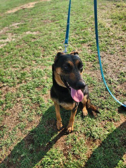 Enlarge Honey, a Adoptable German Shepherd Dog in Round Rock, TX image 5/5