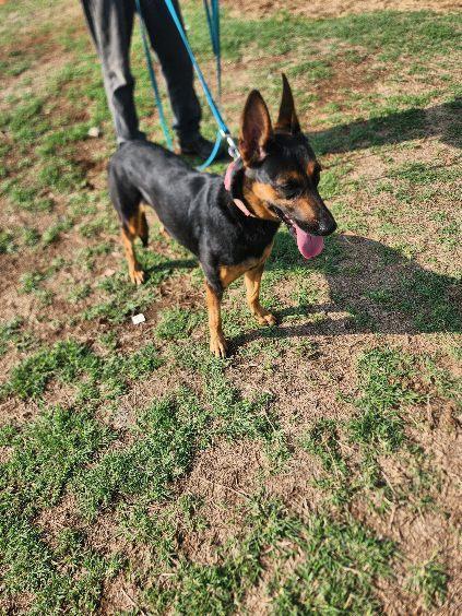 Enlarge Honey, a Adoptable German Shepherd Dog in Round Rock, TX image 4/5