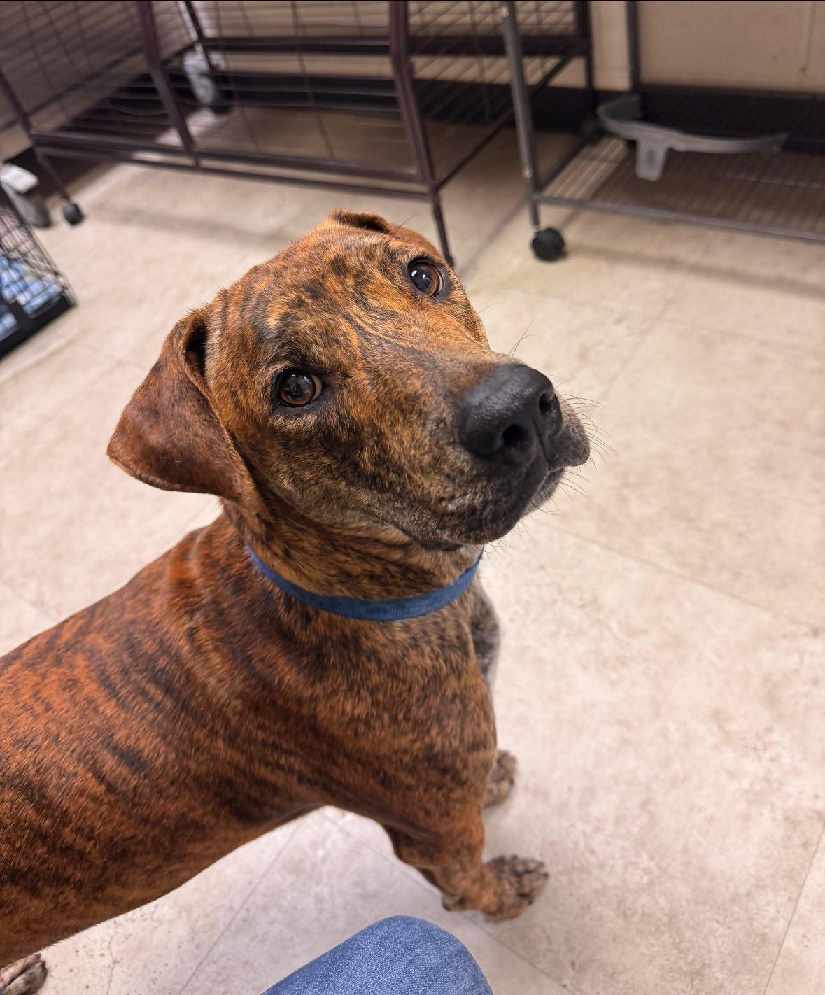 Enlarge Tiger, a Adopted Pit Bull Terrier in Richardson, TX image 2/3