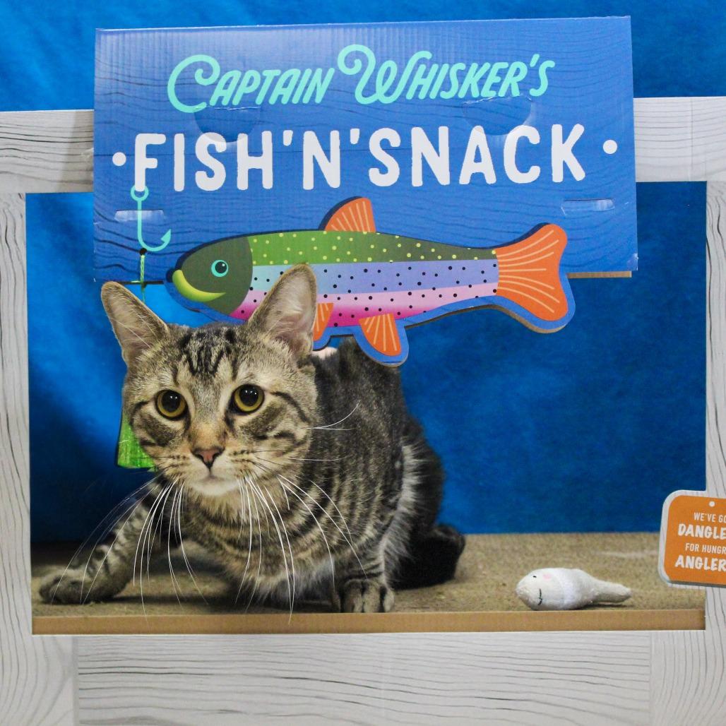 Buddy, Adoptable, Young Male Domestic Short Hair.