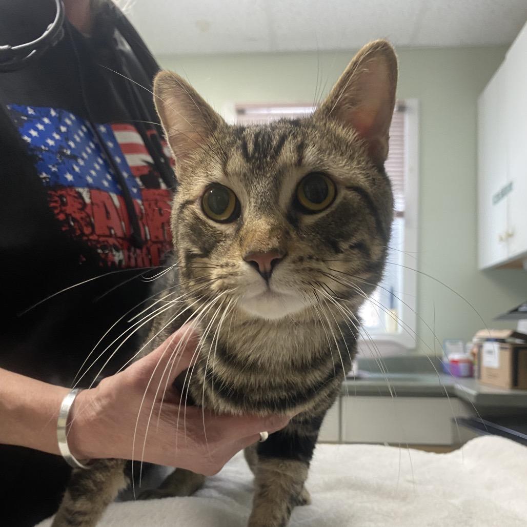 Enlarge Buddy, a Adoptable Domestic Short Hair in Canastota, NY image 1/1