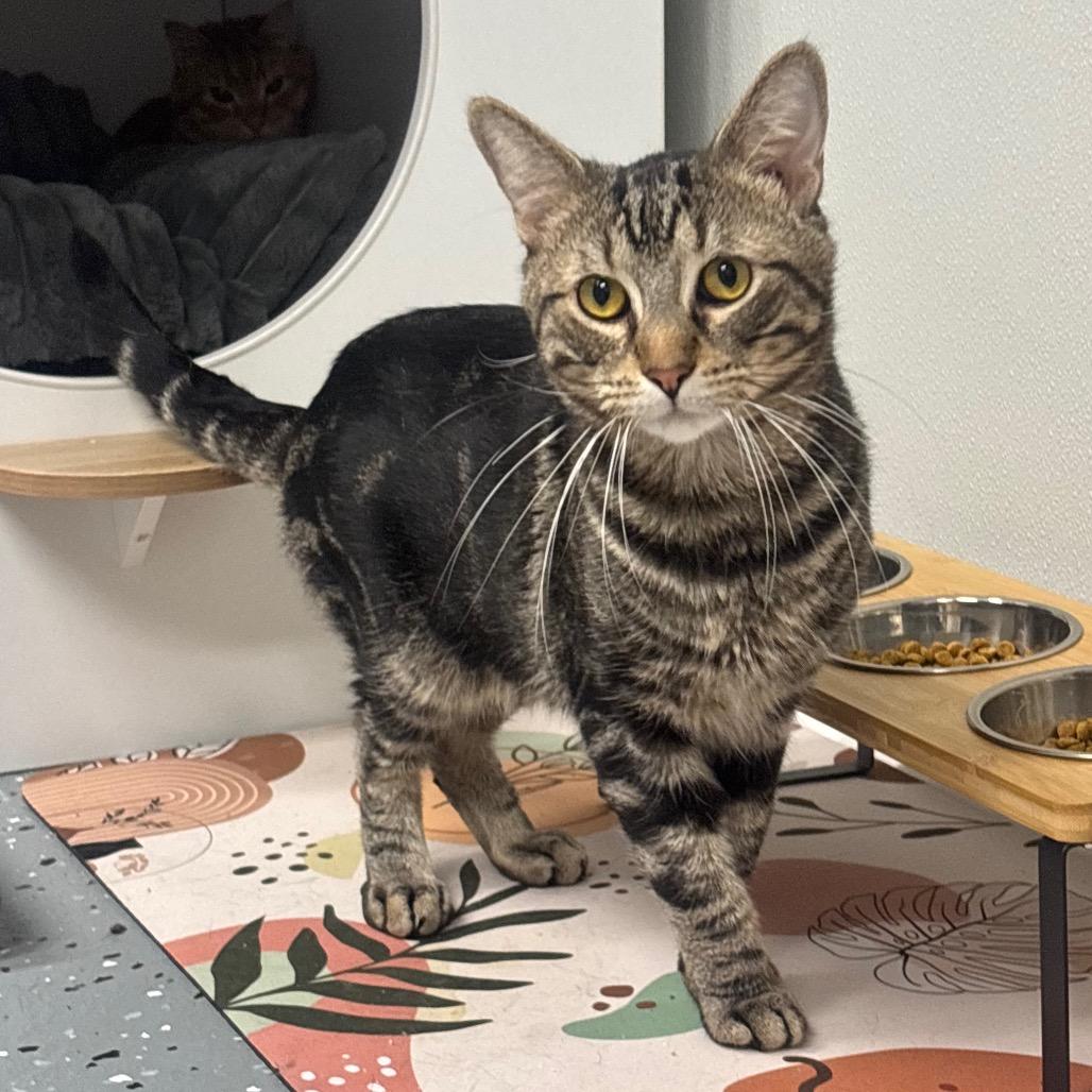 Enlarge Buddy, a Adoptable Domestic Short Hair in Canastota, NY image 3/3