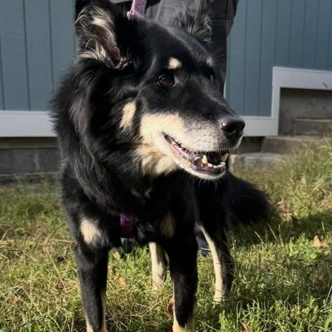 Enlarge Roxie Anne, a Adoptable mixed breed in Stanhope, NJ image 2/5