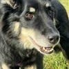 Roxie Anne, Adoptable, Senior Female Shepherd.