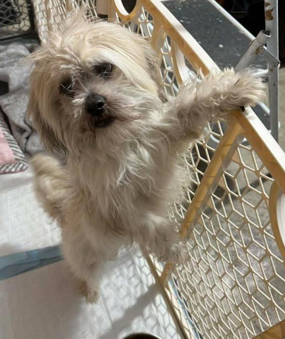 Enlarge Leo Adopted, a Adopted Shih Tzu in Cranston, RI image 2/6