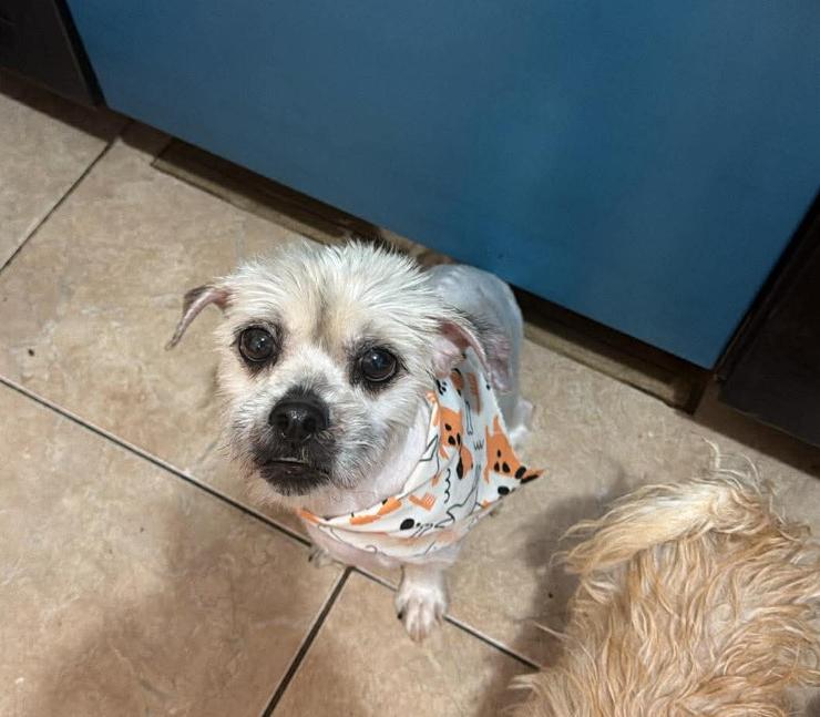 Enlarge Leo Adopted, a Adopted Shih Tzu in Cranston, RI image 3/6