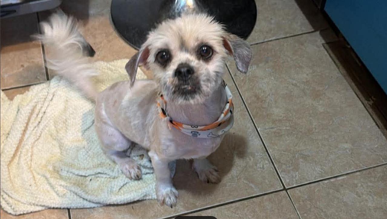 Enlarge Leo in TX, a Adoptable Shih Tzu in Cranston, RI image 3/3