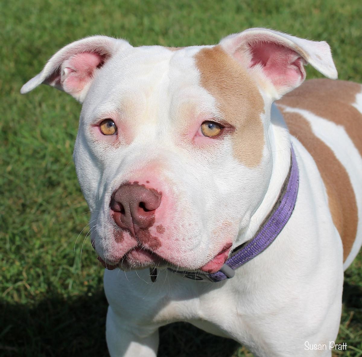 Enlarge Maisie, a Adoptable mixed breed in Bedford, VA image 1/3