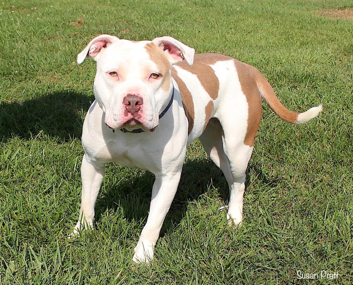 Enlarge Maisie, a Adoptable mixed breed in Bedford, VA image 2/3