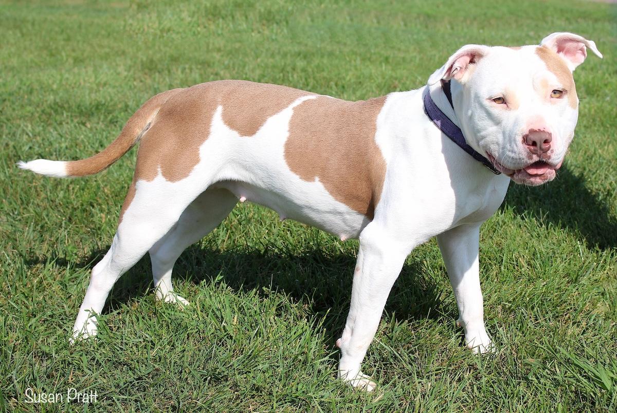 Enlarge Maisie, a Adoptable mixed breed in Bedford, VA image 3/3