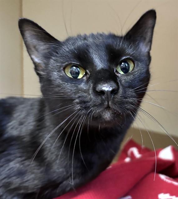 ZOLA, Adoptable, Young Female Domestic Short Hair.