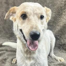 11 (2026) Mama Cinnamon, Adoptable, Adult Female Cattle Dog.