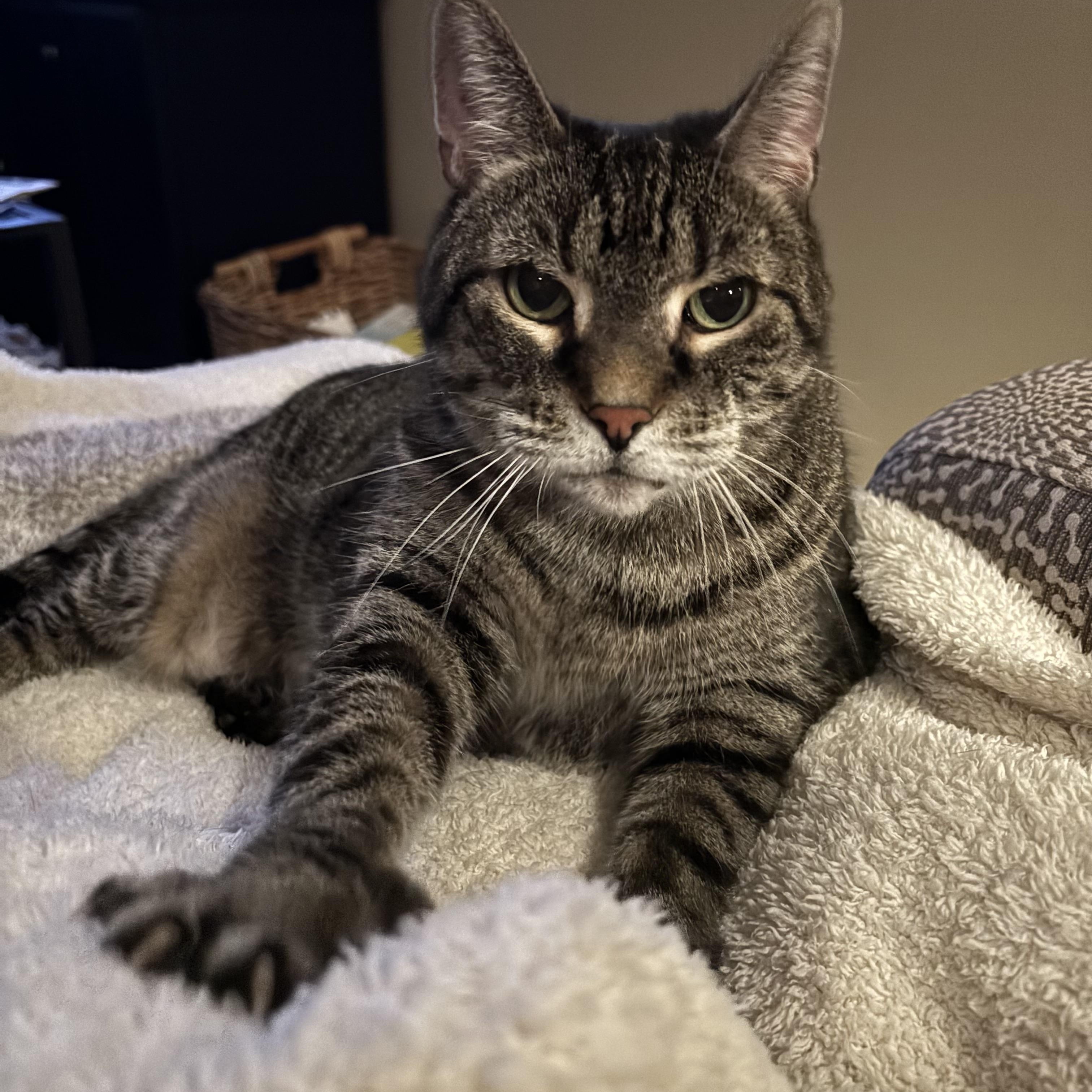 Toni, Adopted, Senior Female Tabby.