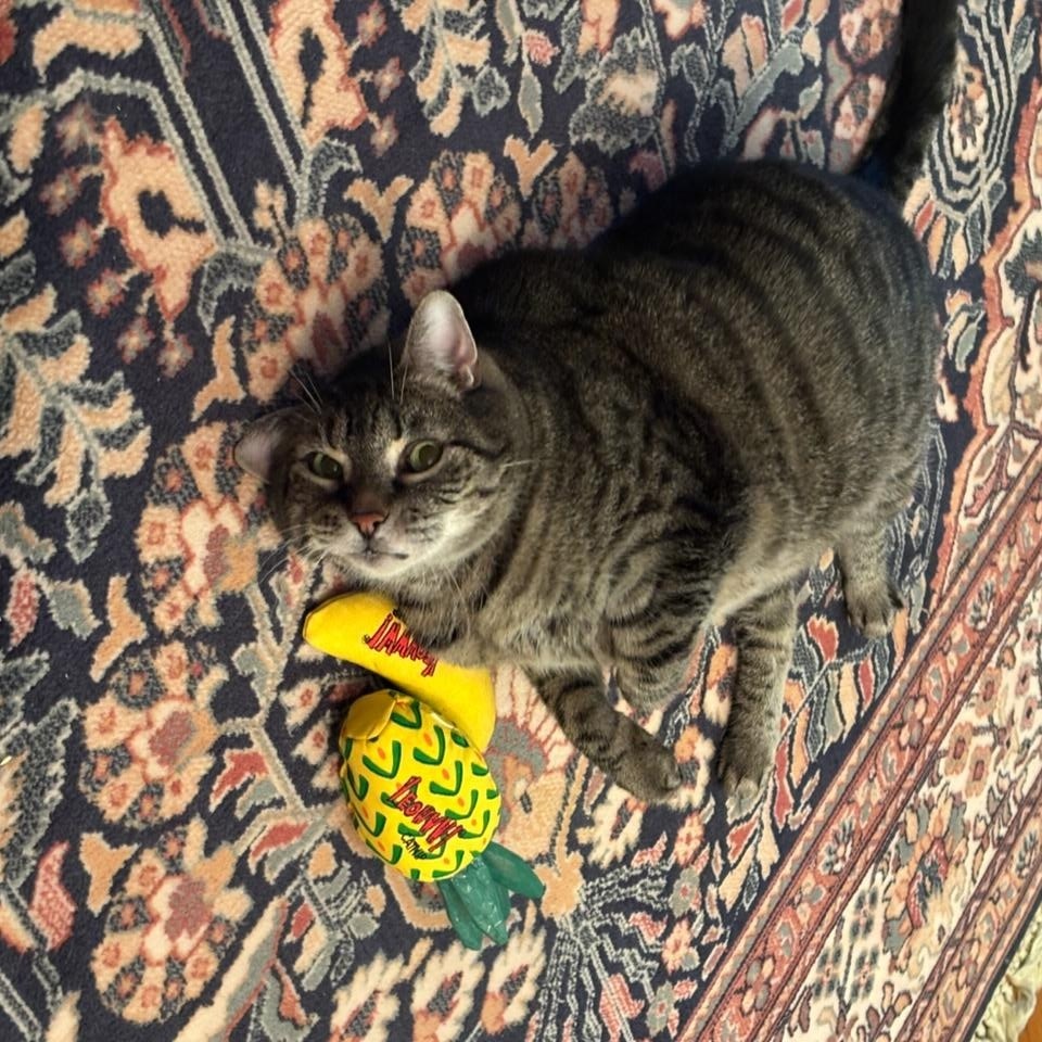 Enlarge Toni, a Adopted Tabby in Linden, NJ image 2/2
