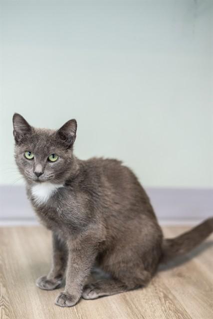 Enlarge LLOYD, a Adoptable Domestic Short Hair in Westminster, MD image 1/1