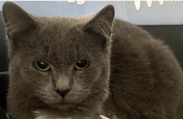 Enlarge LLOYD, a Adoptable Domestic Short Hair in Westminster, MD image 1/1