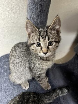 Enlarge Othello 52609, an adopted Domestic Short Hair in Oklahoma City, OK image 1/1