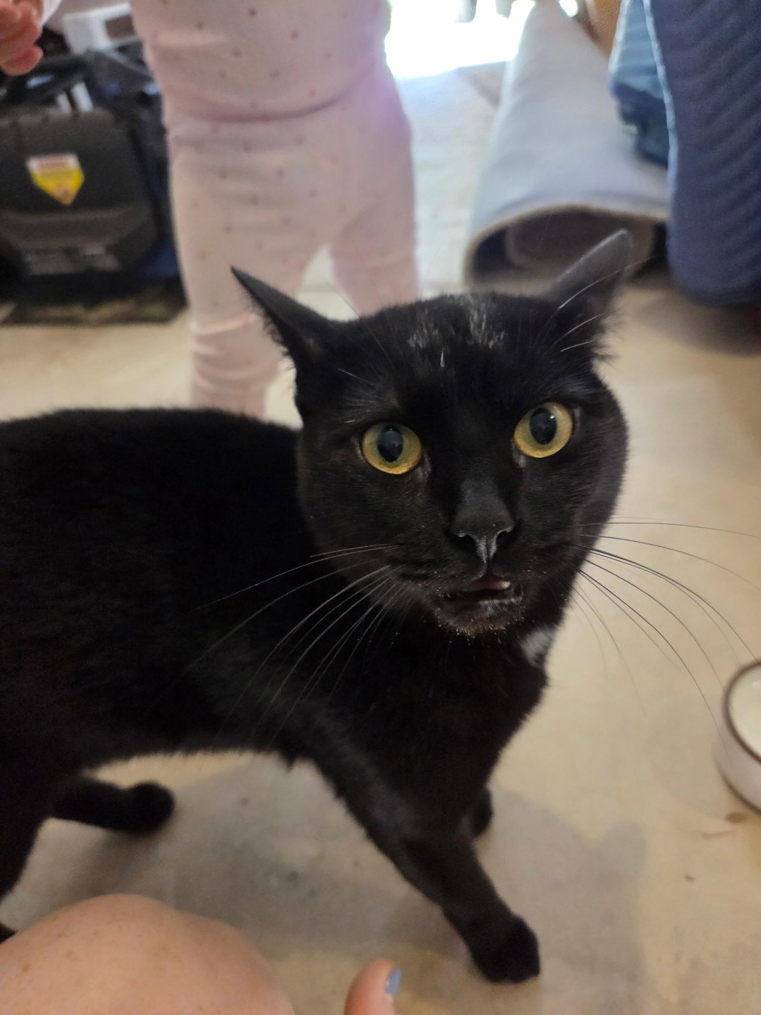 Salem, Adoptable, Adult Male Bombay.