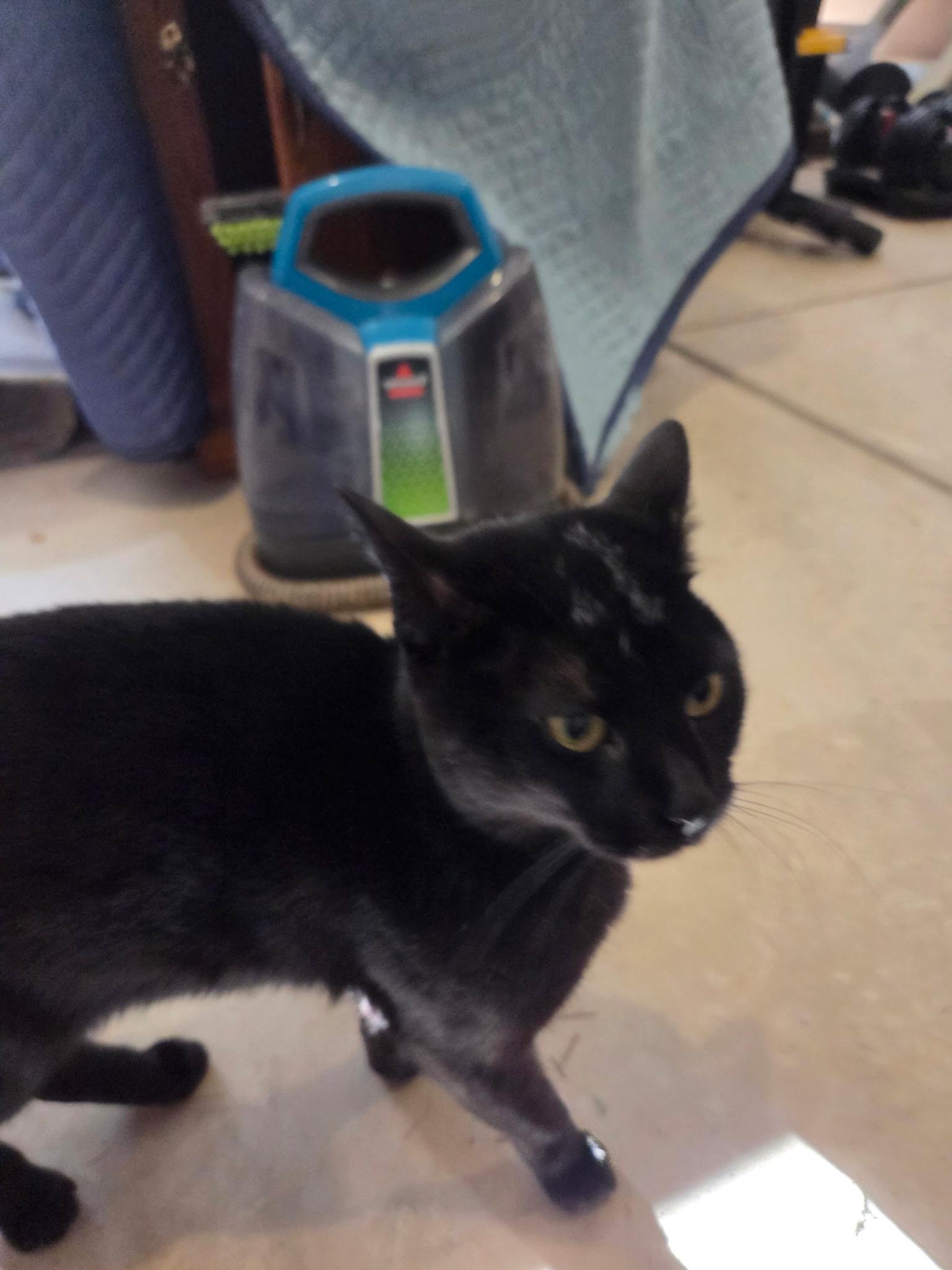 Salem, a Adoptable Bombay in Charlotte, NC image 4/4