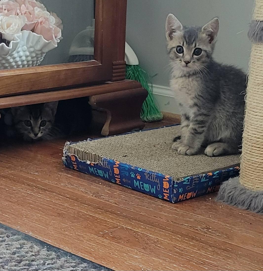 Enlarge Tatertot, a Adoptable Domestic Short Hair in Gerrardstown, WV image 5/5