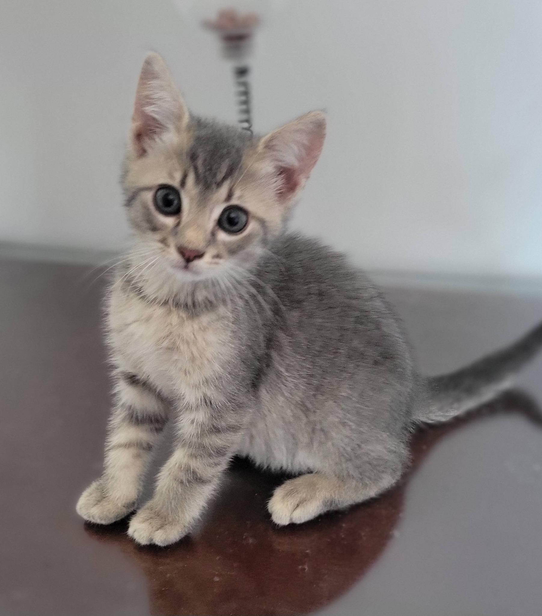 Tatertot, Adoptable, Kitten Male Domestic Short Hair.