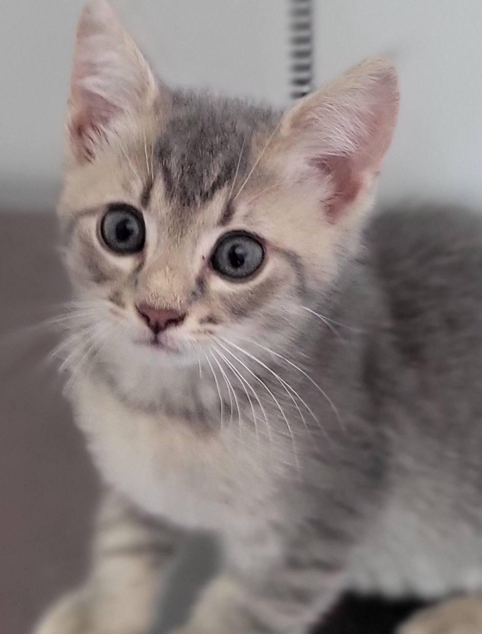 Enlarge Tatertot, a Adoptable Domestic Short Hair in Gerrardstown, WV image 2/5