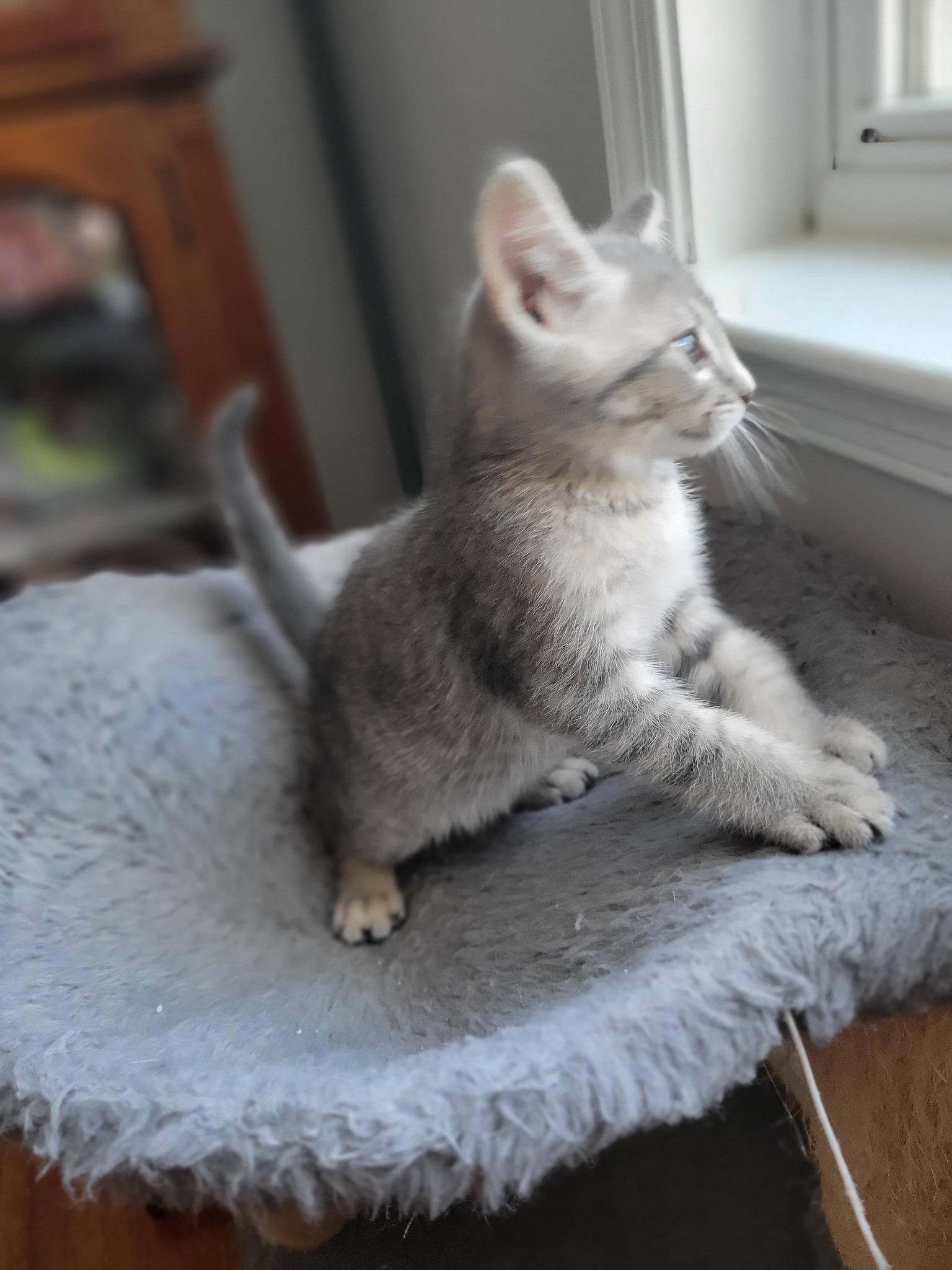 Enlarge Tatertot, a Adoptable Domestic Short Hair in Gerrardstown, WV image 3/5