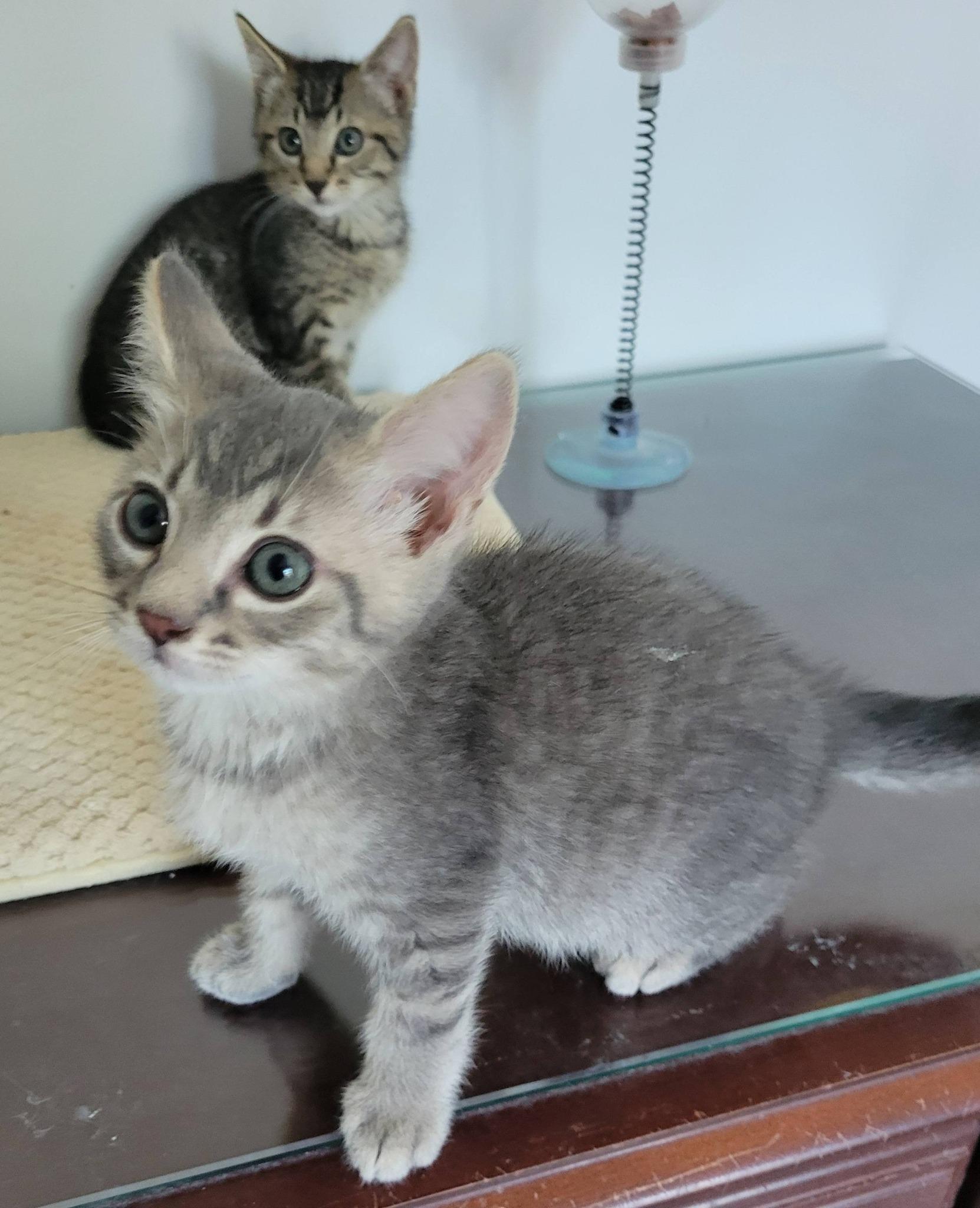 Enlarge Tatertot, a Adoptable Domestic Short Hair in Gerrardstown, WV image 4/5