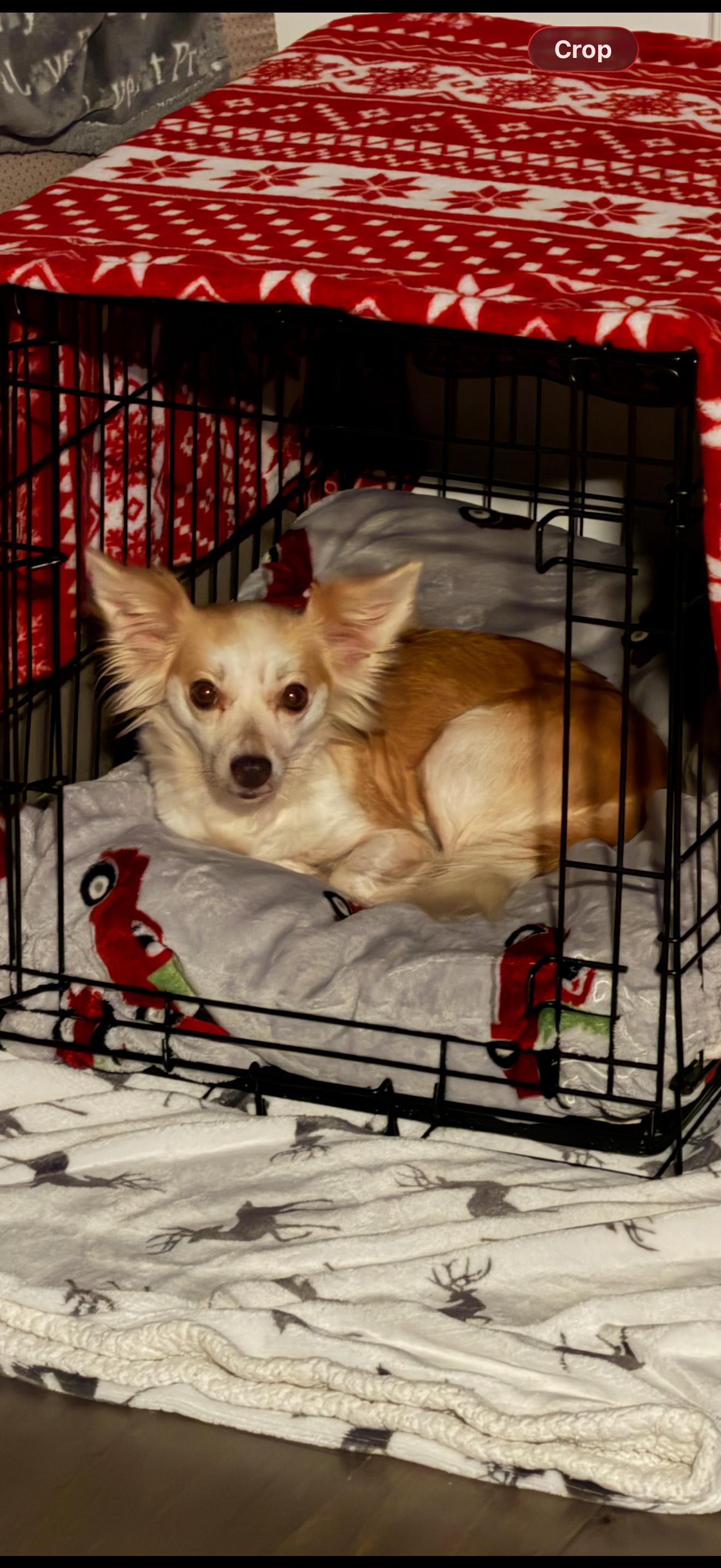 Diva, a ADOPTABLE mixed breed in Angier , NC image 3/5