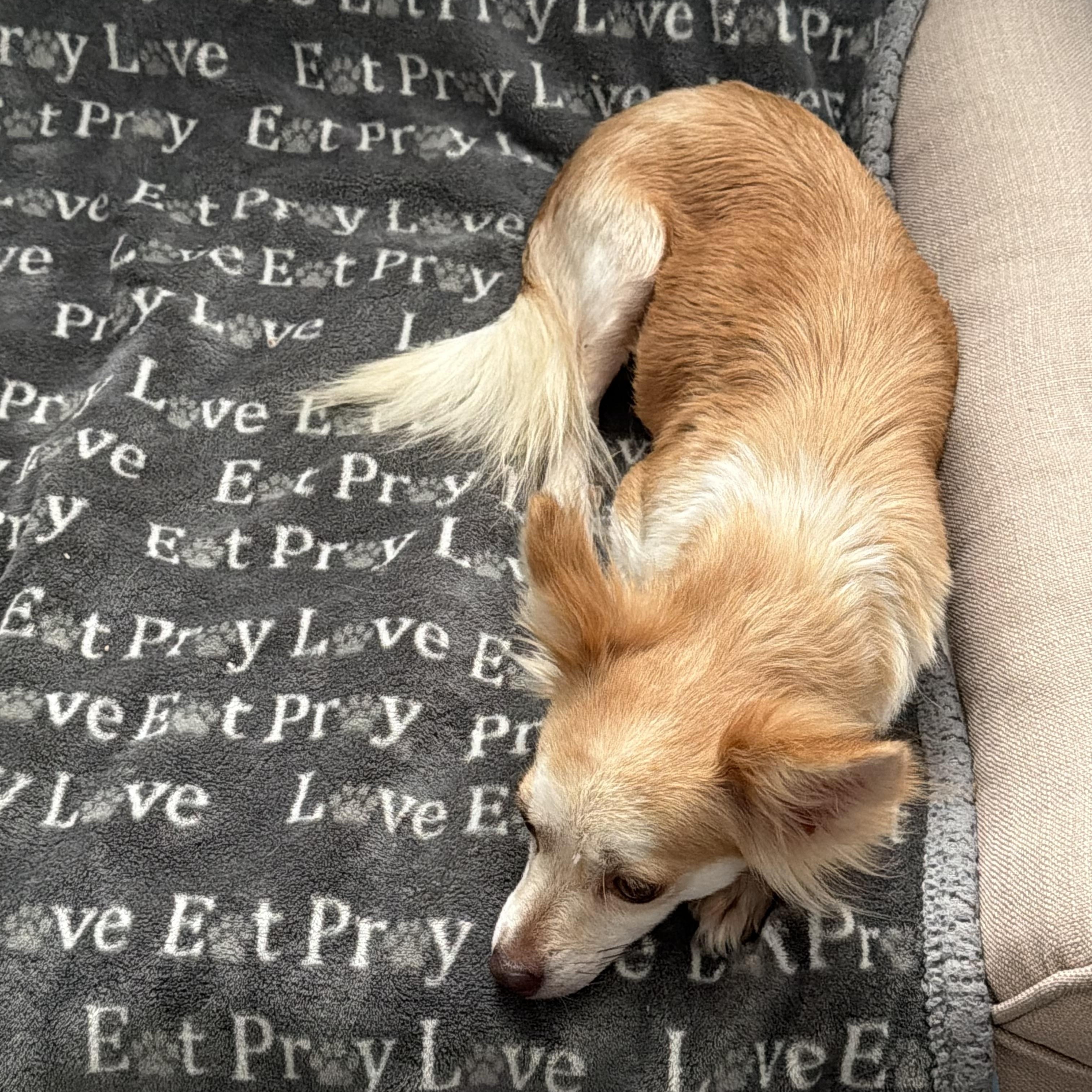 Diva, ADOPTABLE, Adult Female Papillon & Chihuahua.