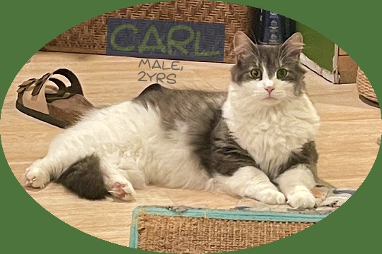 Carl, Adopted, Adult Male Ragamuffin & Domestic Long Hair.