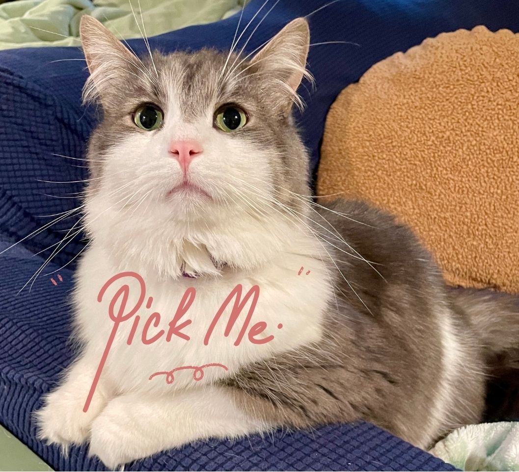 Enlarge Carl, a Adopted mixed breed in Schenectady, NY image 2/3